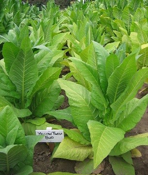 Yellow Twist Bud Tobacco Plant